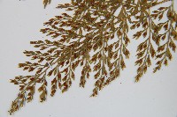 薄葉鐵角蕨藏品圖，第5張