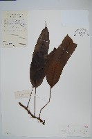 波氏星蕨藏品圖，第1張