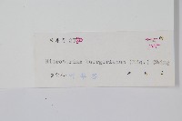 波氏星蕨藏品圖，第2張