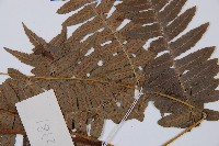 江南短腸蕨藏品圖，第4張