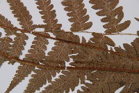 江南短腸蕨藏品圖，第5張