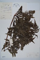 貞蕨藏品圖，第1張