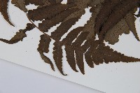 貞蕨藏品圖，第3張