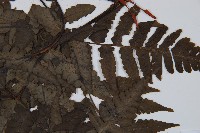 貞蕨藏品圖，第4張