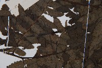 貞蕨藏品圖，第5張