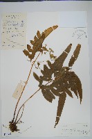 登錄號:P005506藏品圖，第1張