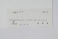 披針骨牌蕨藏品圖，第2張