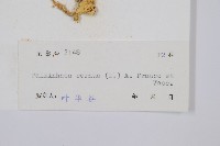 燈龍草藏品圖，第2張