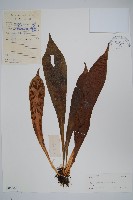 水芋葉車前、美葉車前蕨藏品圖，第1張