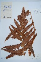 日本狗脊蕨藏品圖，第1張