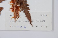 日本狗脊蕨藏品圖，第2張