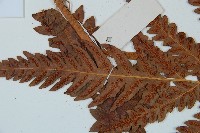 日本狗脊蕨藏品圖，第4張