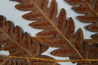 日本狗脊蕨藏品圖，第5張