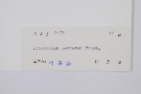 千層塔藏品圖，第2張