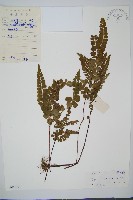 圓葉陵齒蕨藏品圖，第1張