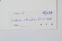 圓葉陵齒蕨藏品圖，第2張