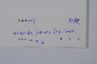 日本狗脊蕨藏品圖，第2張