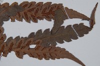 日本狗脊蕨藏品圖，第3張