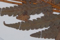 日本狗脊蕨藏品圖，第4張