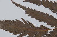 日本狗脊蕨藏品圖，第5張