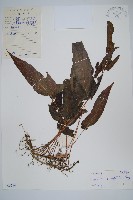 新月蕨藏品圖，第1張