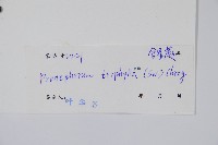 新月蕨藏品圖，第2張