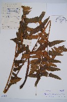 闊葉短腸蕨藏品圖，第1張