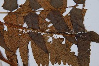 闊葉短腸蕨藏品圖，第7張