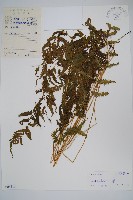 登錄號:P005516藏品圖，第1張