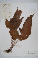 戟葉聖蕨藏品圖，第1張