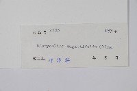 戟葉聖蕨藏品圖，第2張