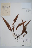 波氏星蕨藏品圖，第1張