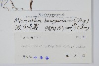 波氏星蕨藏品圖，第2張
