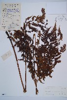 淡綠短腸蕨藏品圖，第1張