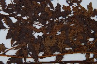 淡綠短腸蕨藏品圖，第5張