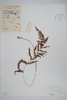 密腺副金星蕨藏品圖，第1張