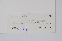 密腺副金星蕨藏品圖，第2張