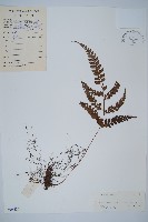 屋久複葉耳蕨藏品圖，第1張