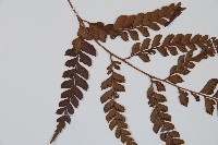 屋久複葉耳蕨藏品圖，第4張