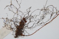 屋久複葉耳蕨藏品圖，第5張