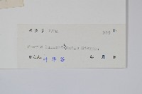 平羽鳳尾蕨藏品圖，第2張