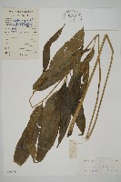 日本鳳丫蕨藏品圖，第1張