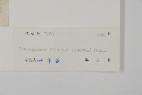 日本鳳丫蕨藏品圖，第2張