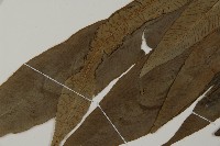 日本鳳丫蕨藏品圖，第3張