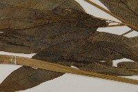 日本鳳丫蕨藏品圖，第4張