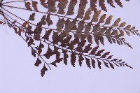 斜葉鐵角蕨藏品圖，第3張