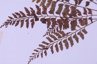 斜葉鐵角蕨藏品圖，第4張