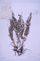 長生鐵角蕨藏品圖，第1張