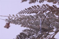 長生鐵角蕨藏品圖，第4張