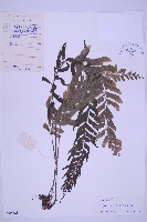 綠柄剪葉鐵角蕨藏品圖，第1張